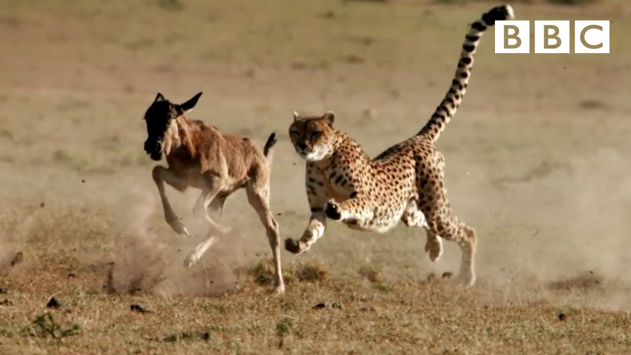 Survival of the fittest